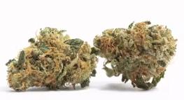 Paid Time Off - 10g - Indica