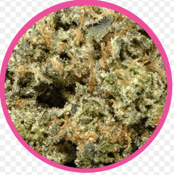 Pink Goo - 10g - Indica